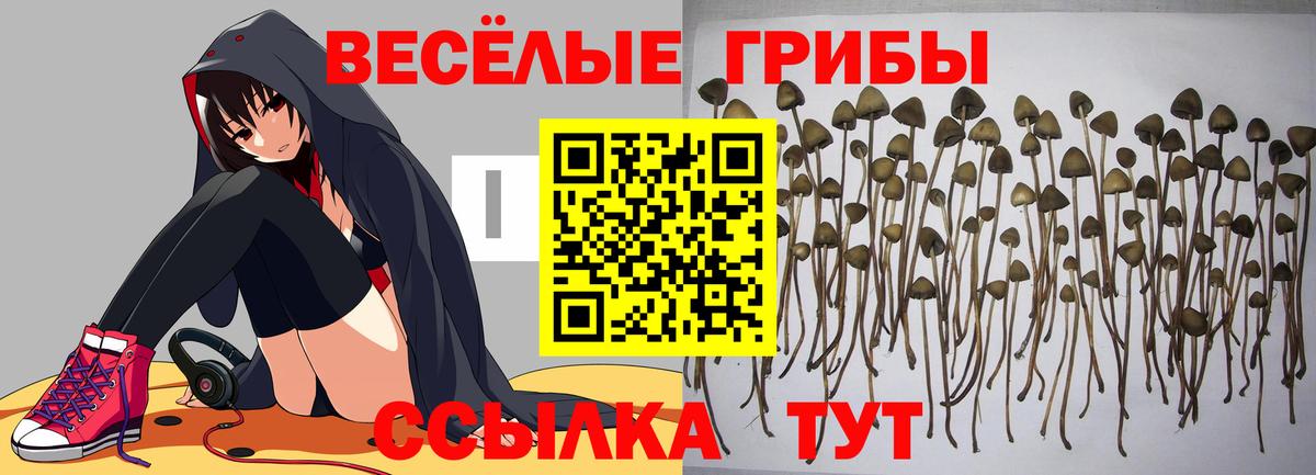 Галлюциногенные грибы Psilocybine cubensis Ликино-Дулёво